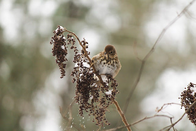 Bird in the Snow
